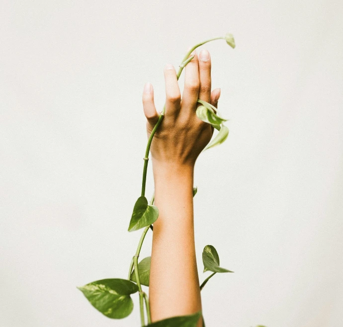 person holding ivy plant